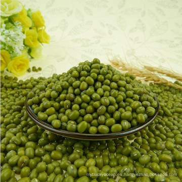 Diferente tamaño de Green Mung Beans, cultivo de 2012